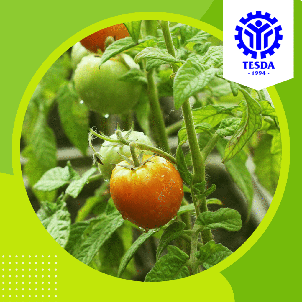 Producing Organic Vegetables