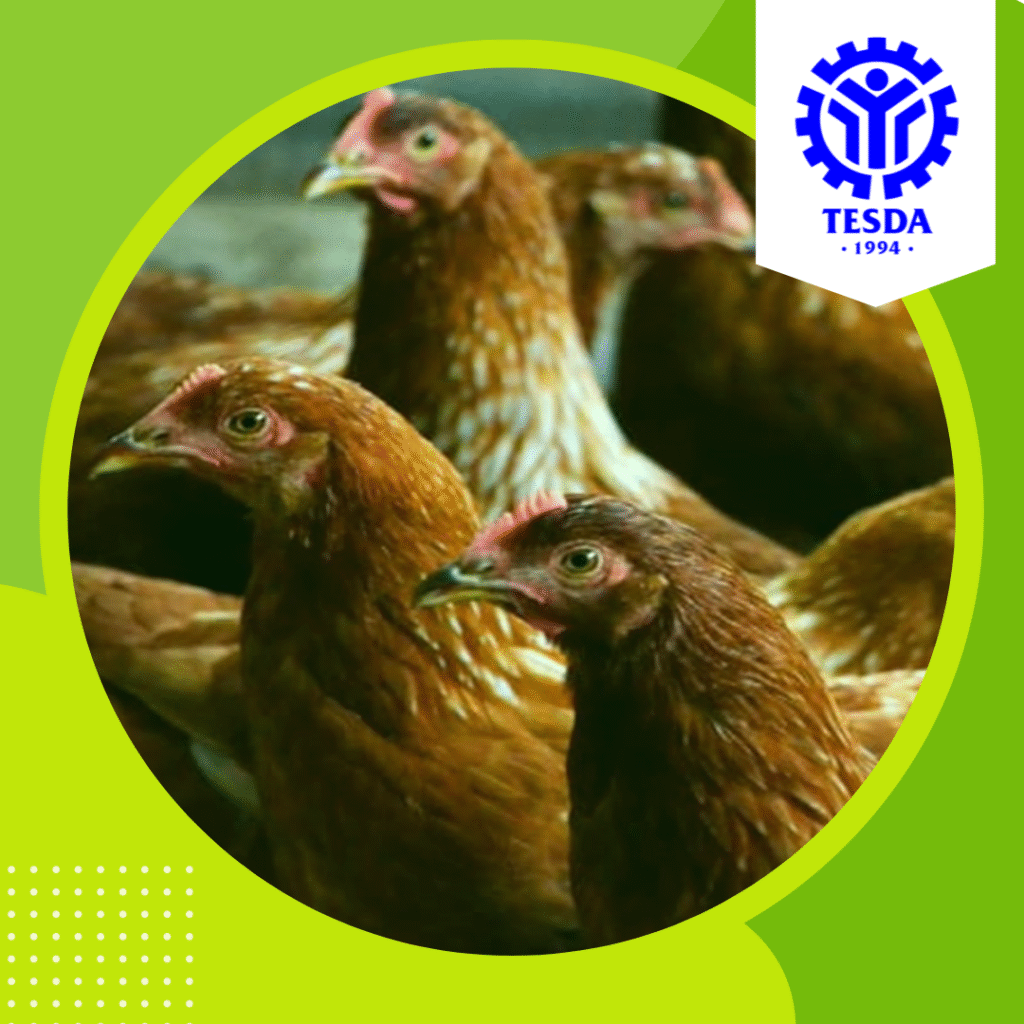 Raising Organic Chickens