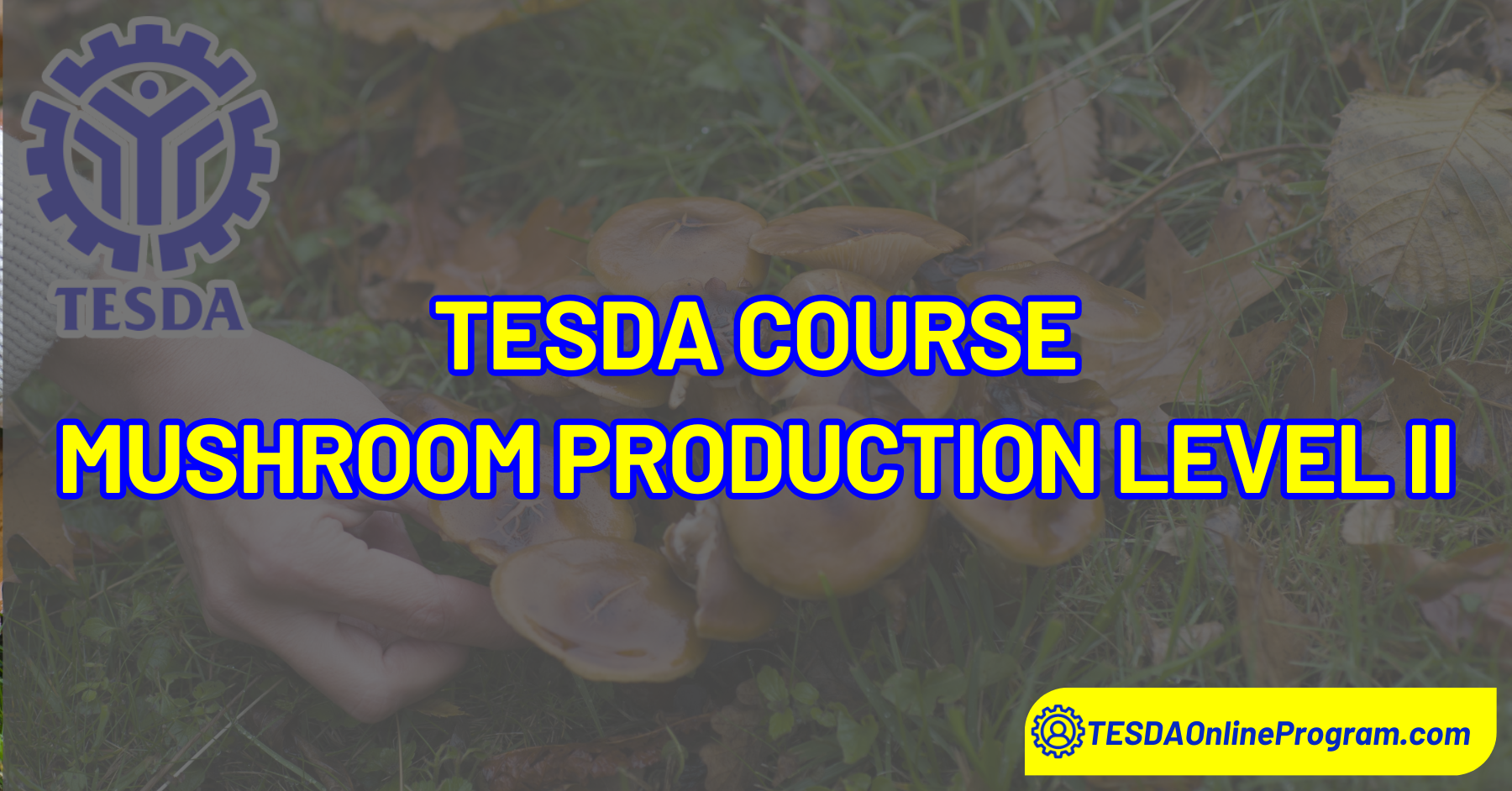 TESDA Mushroom Production Level II Course
